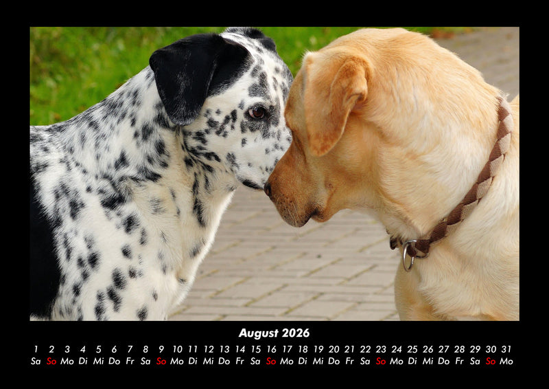 Hundezauber Fotokalender 2026 - 8