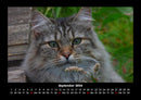 Für Katzenfreunde Fotokalender 2026 - 9