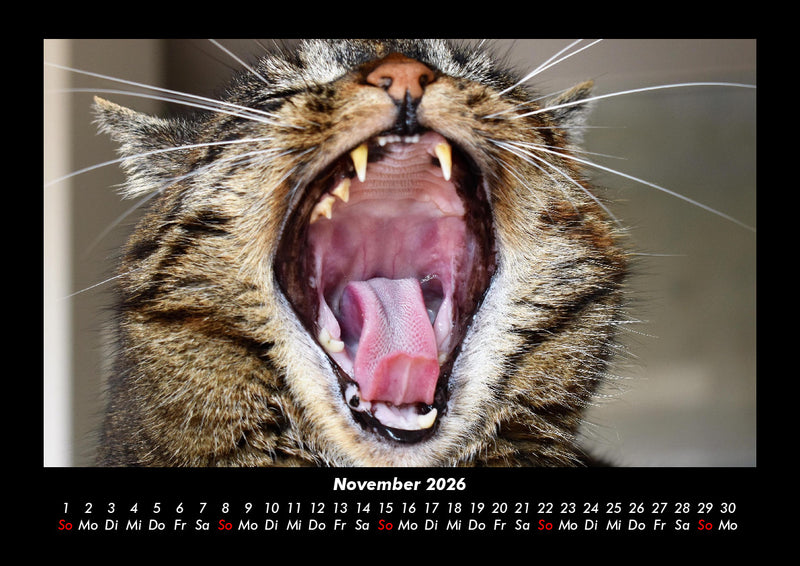 Für Katzenfreunde Fotokalender 2026 - 11
