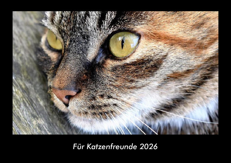 Für Katzenfreunde Fotokalender 2026 - Hauptbild