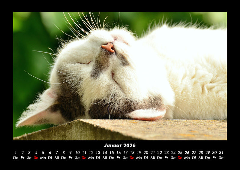 Für Katzenfreunde Fotokalender 2026 - 1