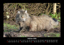Für Katzenfreunde Fotokalender 2026 - 2