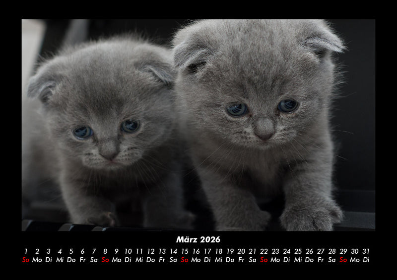 Für Katzenfreunde Fotokalender 2026 - 3