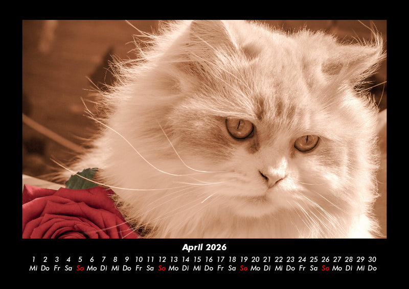 Für Katzenfreunde Fotokalender 2026 - 4