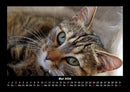 Für Katzenfreunde Fotokalender 2026 - 5