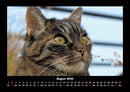 Für Katzenfreunde Fotokalender 2026 - 8