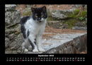 Für Katzenfreunde Fotokalender 2026 - 9