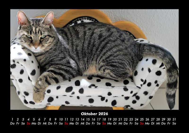 Für Katzenfreunde Fotokalender 2026 - 10