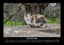 Für Katzenfreunde Fotokalender 2026 - 11