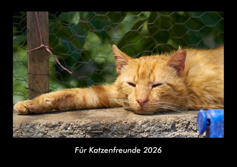 Für Katzenfreunde Fotokalender 2026 - Hauptbild