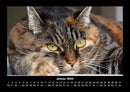 Für Katzenfreunde Fotokalender 2026 - 1