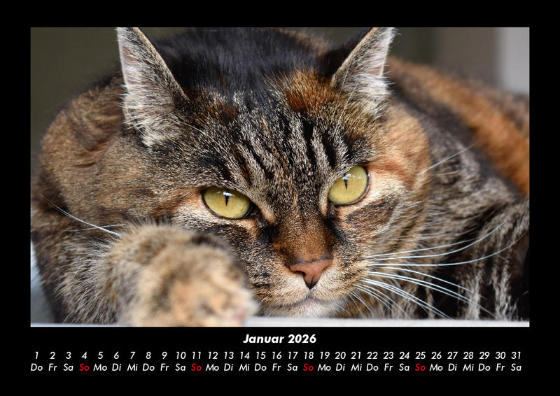 Für Katzenfreunde Fotokalender 2026 - 1