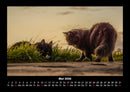 Für Katzenfreunde Fotokalender 2026 - 5