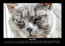 Für Katzenfreunde Fotokalender 2026 - 6