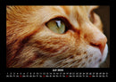 Für Katzenfreunde Fotokalender 2026 - 7