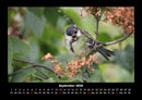 Vögel Fotokalender 2026 - 9