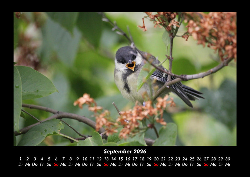 Vögel Fotokalender 2026 - 9