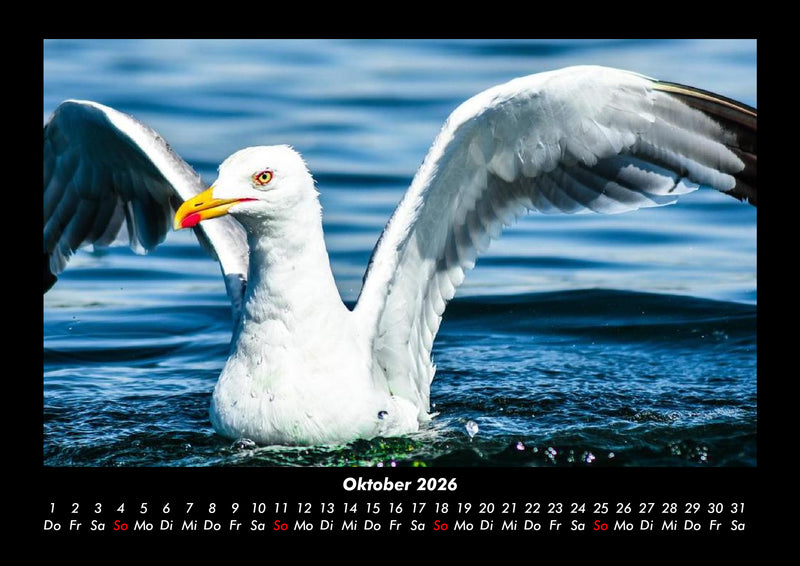 Vögel Fotokalender 2026 - 10