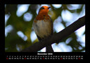 Vögel Fotokalender 2026 - 11