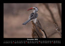 Vögel Fotokalender 2026 - 12