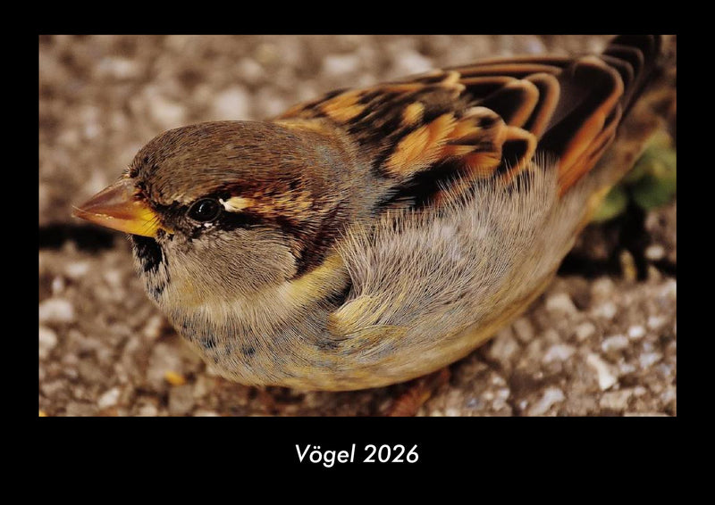 Vögel Fotokalender 2026 - Hauptbild