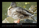 Vögel Fotokalender 2026 - 1
