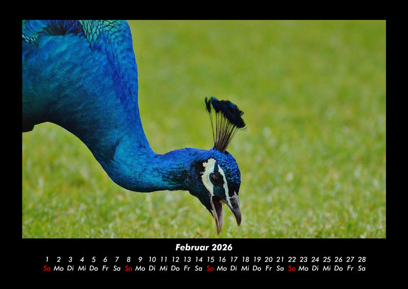 Vögel Fotokalender 2026 - 2