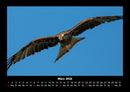 Vögel Fotokalender 2026 - 3