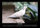 Vögel Fotokalender 2026 - 4