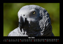 Vögel Fotokalender 2026 - 5