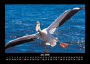 Vögel Fotokalender 2026 - 6