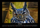 Vögel Fotokalender 2026 - 7