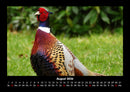 Vögel Fotokalender 2026 - 8
