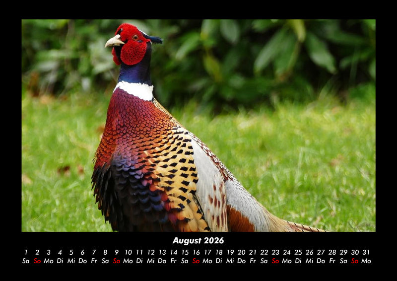 Vögel Fotokalender 2026 - 8