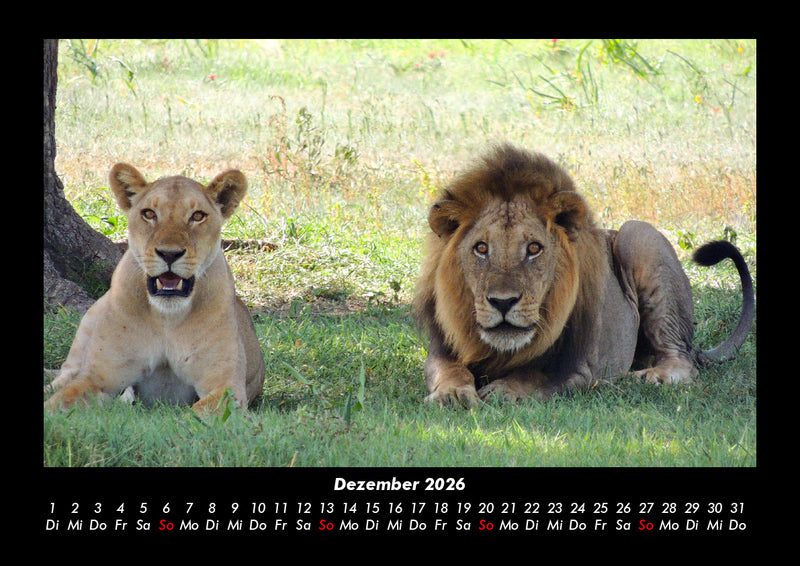Löwen in der Wildnis Fotokalender 2026 - 12