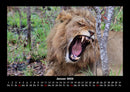 Löwen in der Wildnis Fotokalender 2026 - 1