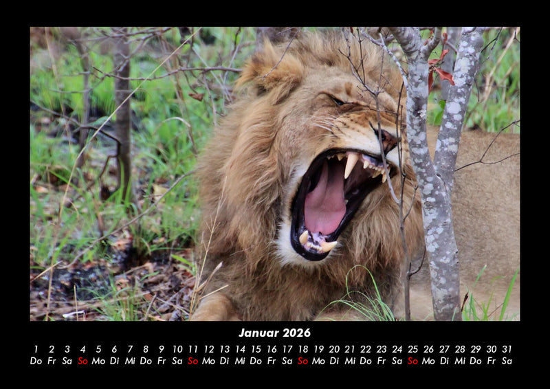 Löwen in der Wildnis Fotokalender 2026 - 1