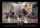 Löwen in der Wildnis Fotokalender 2026 - 2