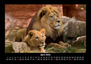 Löwen in der Wildnis Fotokalender 2026 - 4