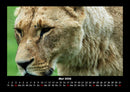 Löwen in der Wildnis Fotokalender 2026 - 5