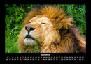 Löwen in der Wildnis Fotokalender 2026 - 6