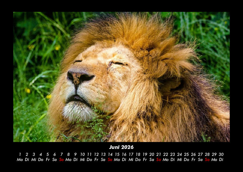 Löwen in der Wildnis Fotokalender 2026 - 6