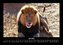 Löwen in der Wildnis Fotokalender 2026 - 7