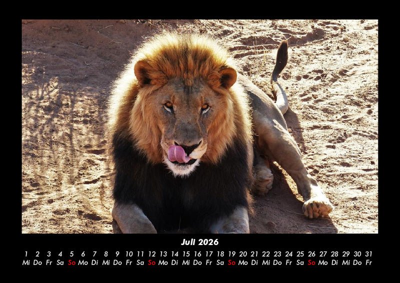 Löwen in der Wildnis Fotokalender 2026 - 7