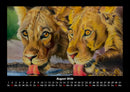 Löwen in der Wildnis Fotokalender 2026 - 8