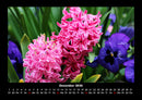 Blumenzauber Fotokalender 2026 - 12