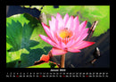 Blumenzauber Fotokalender 2026 - 1