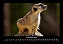 Welt der Tiere Fotokalender 2026 - 12