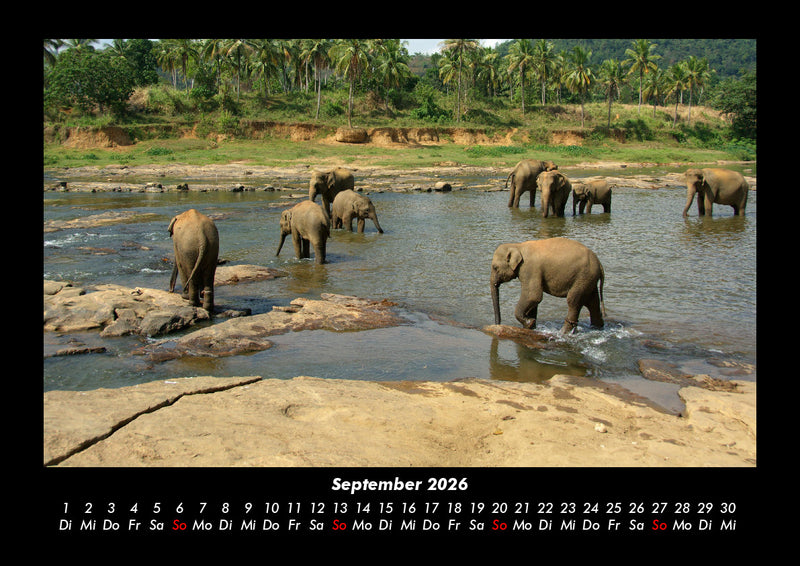 Elefanten - Die sanften Riesen Afrikas Fotokalender 2026 - 9