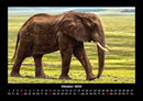 Elefanten - Die sanften Riesen Afrikas Fotokalender 2026 - 10